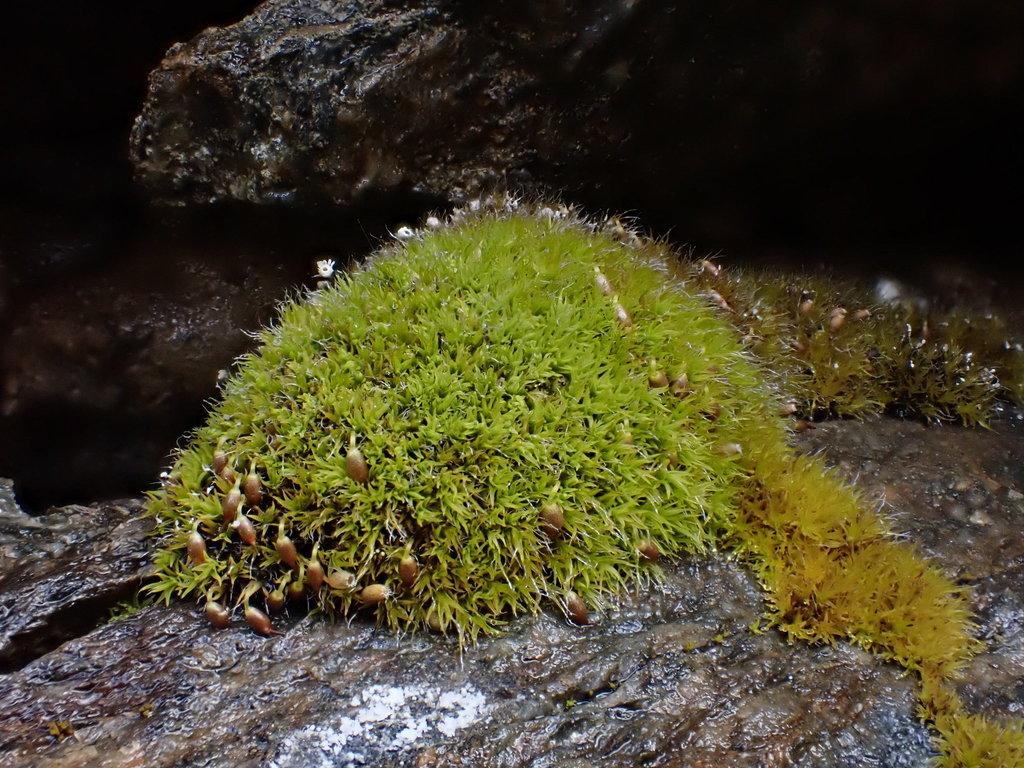 Grimmia fuscolutea