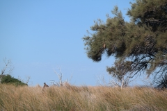 Macropus fuliginosus