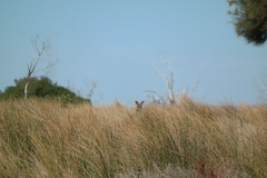 Macropus fuliginosus