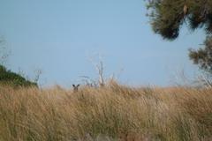 Macropus fuliginosus