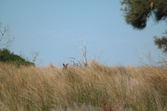 Macropus fuliginosus