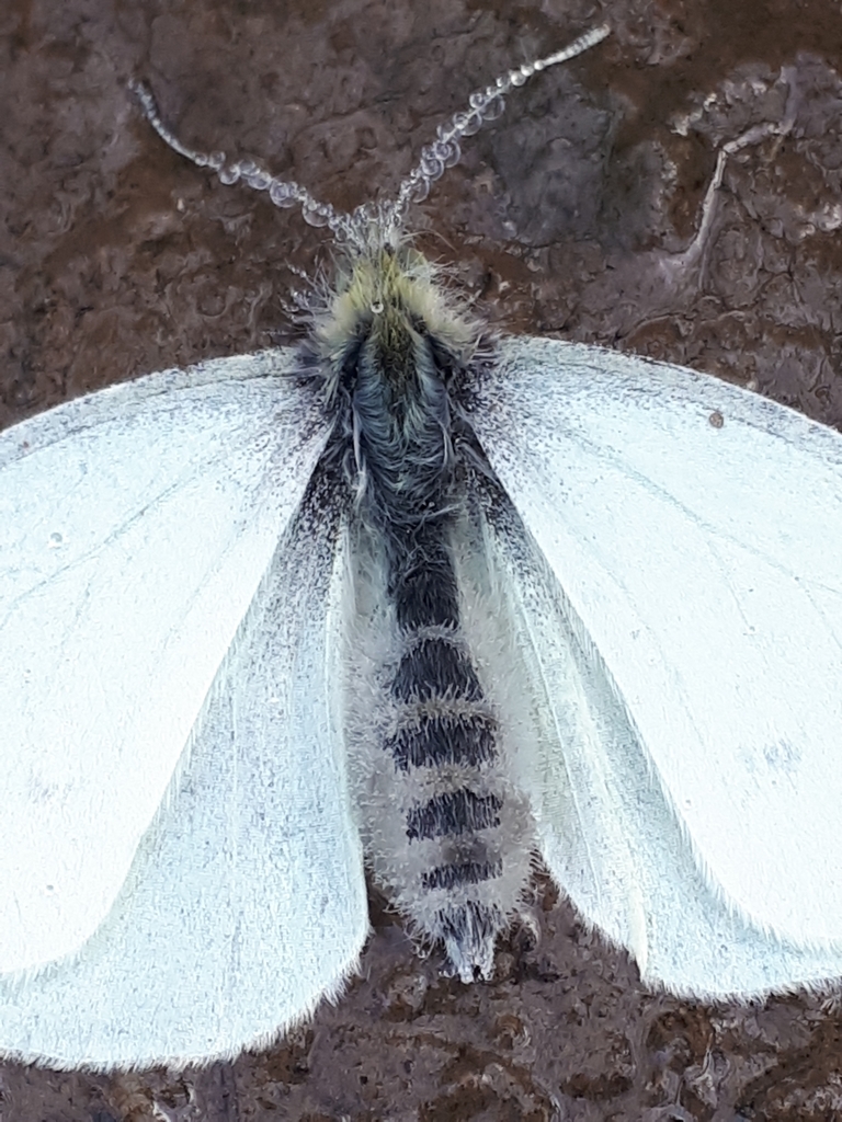Entomophthora sphaerosperma