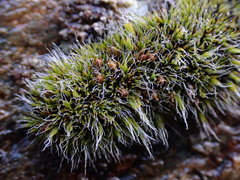 Grimmia triformis