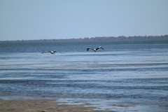 Pelecanus conspicillatus