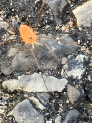 Leiobunum politum