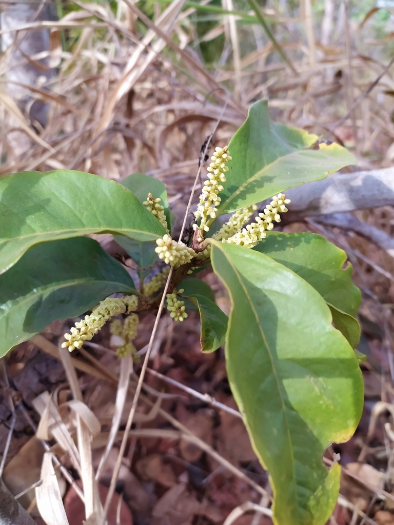 Cybianthus detergens