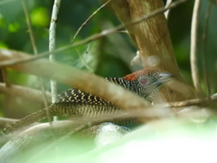 Cymbilaimus lineatus