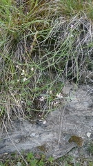 Asperula cynanchica