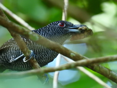Cymbilaimus lineatus