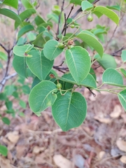Maprounea brasiliensis