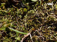 Sciuro-hypnum glaciale