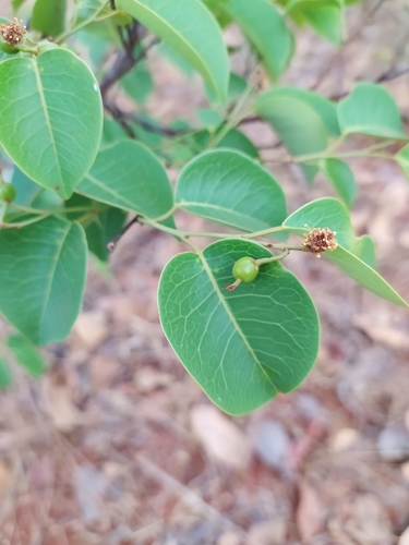 Maprounea Brasiliensis Inaturalist