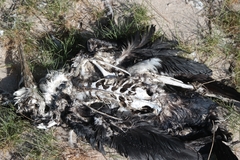 Phalacrocorax varius hypoleucos