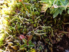 Sciuro-hypnum glaciale