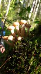 Armillaria mellea