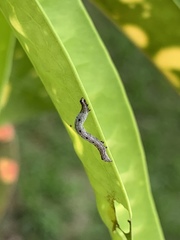 Bastilla joviana
