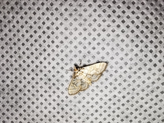 Pseudopyrausta santatalis