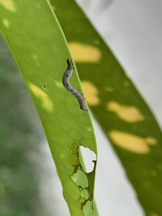 Bastilla joviana