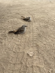 Histurgops ruficauda