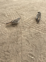 Histurgops ruficauda