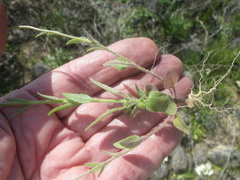 Phyllopodium