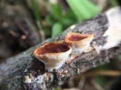 Scytinostroma artocreas