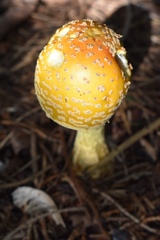 Amanita muscaria guessowii