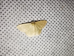 Chlorochlamys phyllinaria