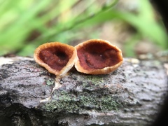 Scytinostroma artocreas