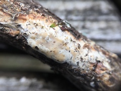 Scytinostroma artocreas