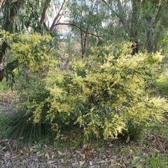 Acacia myrtifolia