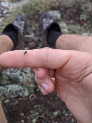 Perilampidae