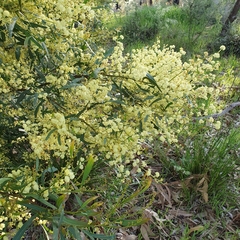 Acacia myrtifolia