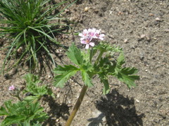 Pelargonium nanum