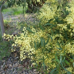 Acacia myrtifolia