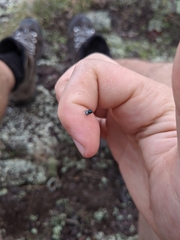 Perilampidae