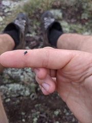 Perilampidae