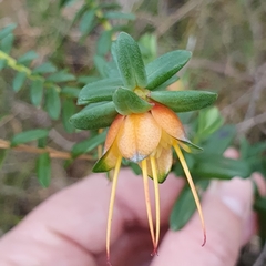 Darwinia citriodora