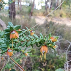 Darwinia citriodora