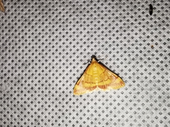 Pyrausta pseudonythesalis