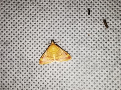 Pyrausta pseudonythesalis