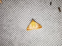 Pyrausta pseudonythesalis