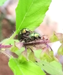 Chrysomelidae