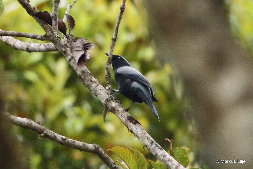 Black-bellied Cicadabird (Edolisoma montanum) photo