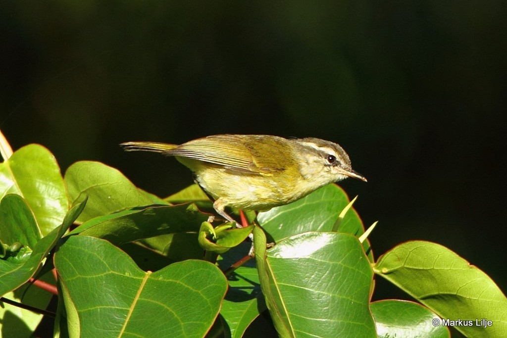 Island Leaf Warbler photo