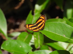 Pantoporia