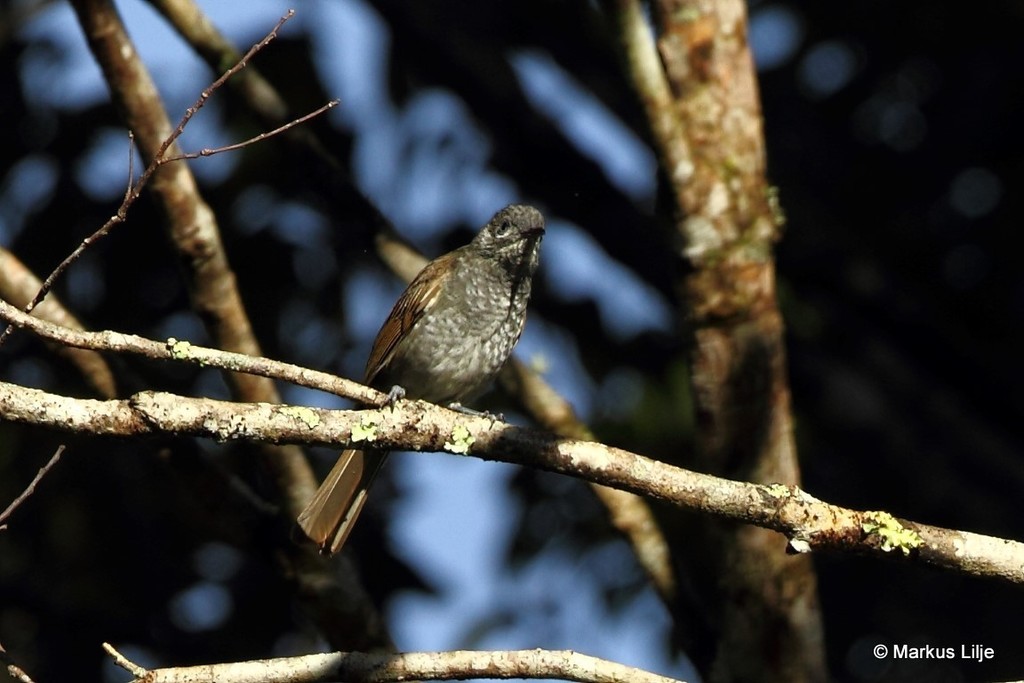 Drab Honeyeaters