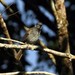 Drab Honeyeaters - Photo (c) markus lilje, some rights reserved (CC BY-NC-ND), uploaded by markus lilje