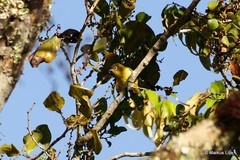 Zosterops fuscicapilla