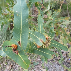 Hakea amplexicaulis